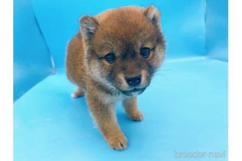 成約済の東京都の柴犬-227144の10枚目