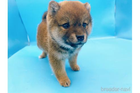 成約済の東京都の柴犬-227144の2枚目