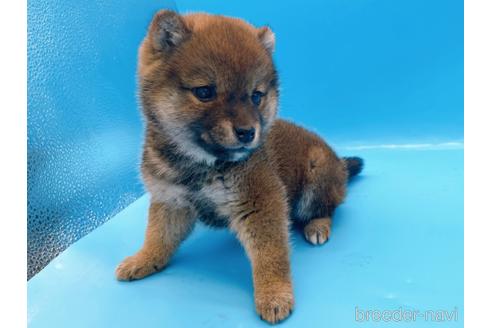 成約済の東京都の柴犬-227144の3枚目