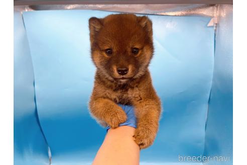 成約済の東京都の柴犬-227144の4枚目