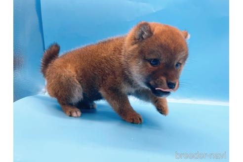 成約済の東京都の柴犬-227144の5枚目