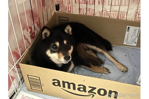 成約済の熊本県の豆柴-227163