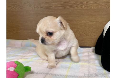 成約済の栃木県のミックス犬-227047の8枚目