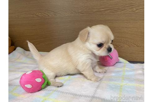 成約済の栃木県のミックス犬-227047の3枚目