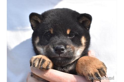 成約済の愛知県の柴犬-222004