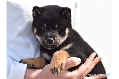 成約済の愛知県の柴犬-222004の3枚目