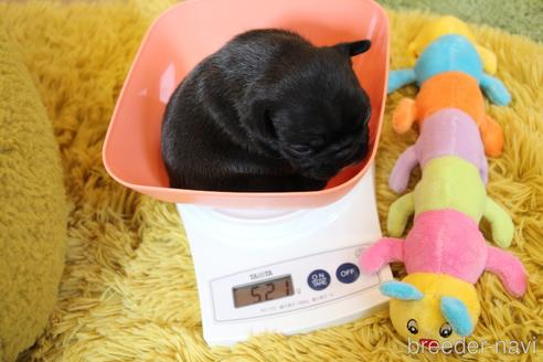 成約済の愛知県のフレンチブルドッグ-224062の35枚目