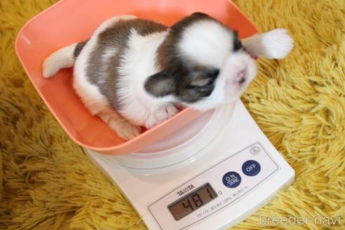 成約済の愛知県のシーズー-224936の25枚目