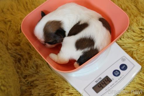 成約済の愛知県のシーズー-224940の48枚目
