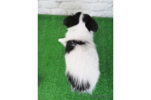 成約済の大阪府のチワワ(ロングコート)-227238の2枚目