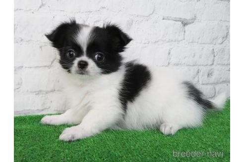 成約済の大阪府のチワワ(ロングコート)-227238の3枚目