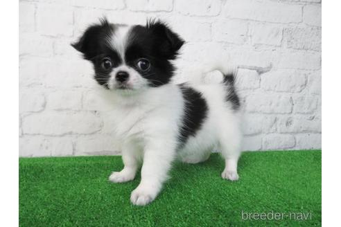 成約済の大阪府のチワワ(ロングコート)-227238の4枚目