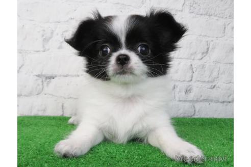 成約済の大阪府のチワワ(ロングコート)-227238の1枚目