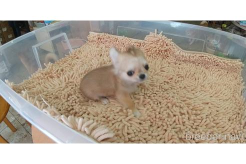 成約済の愛知県のチワワ(ロングコート)-211402の19枚目
