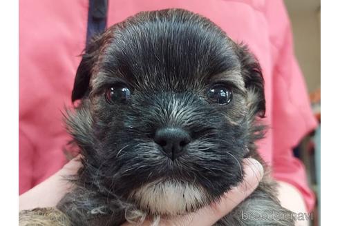 成約済の山口県のミックス犬-225507の2枚目
