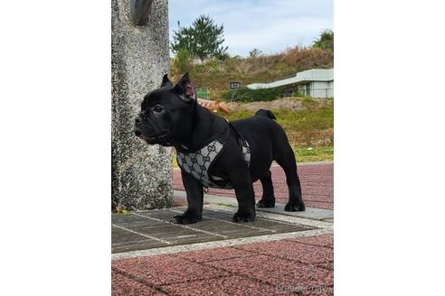 成約済の沖縄県のミックス犬-216047の11枚目