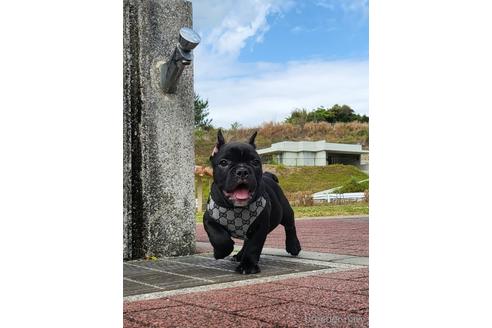 成約済の沖縄県のミックス犬-216047の10枚目