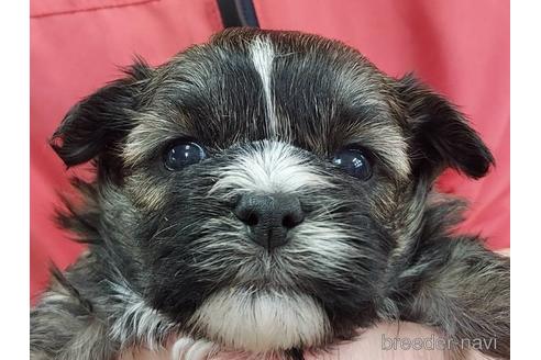 成約済の山口県のミックス犬-225508