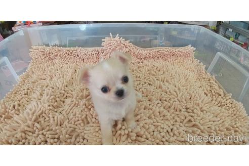 成約済の愛知県のチワワ(ロングコート)-221514の5枚目