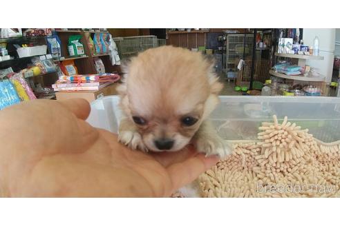 成約済の愛知県のチワワ(ロングコート)-221512の7枚目