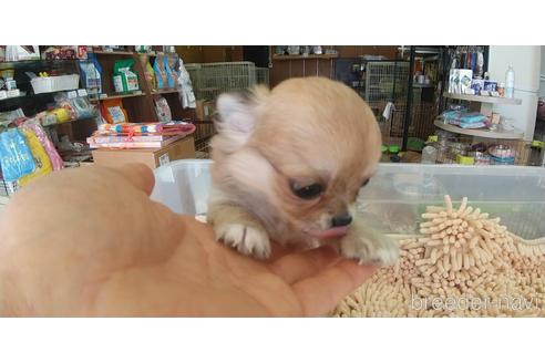 成約済の愛知県のチワワ(ロングコート)-221512の5枚目