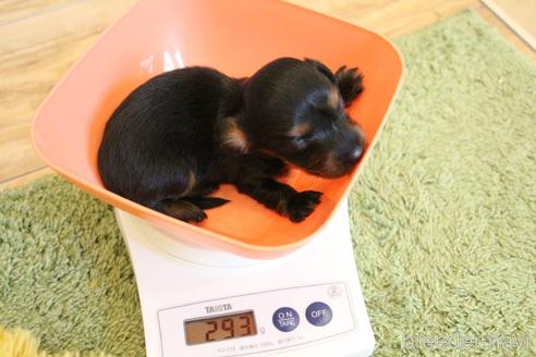 成約済の愛知県のカニンヘンダックスフンド(ロングヘアード)-224934の47枚目