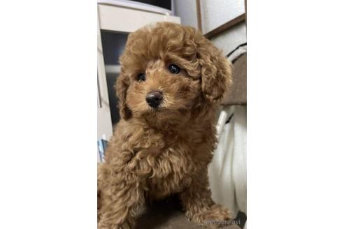 成約済の茨城県のトイプードル-227331の4枚目