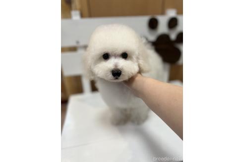 販売中の鹿児島県のタイニープードル-218788