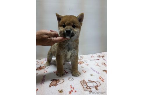 成約済の岡山県の柴犬-227383の6枚目