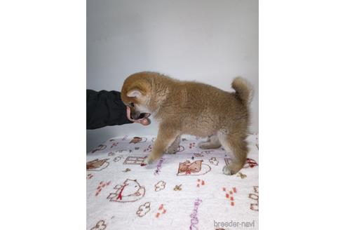 成約済の岡山県の柴犬-227385の4枚目