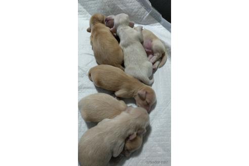 成約済の福岡県のチワックス:チワワ×ミニチュアダックスフンド-227401の5枚目