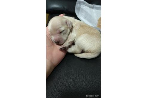 成約済の福岡県のチワックス:チワワ×ミニチュアダックスフンド-227404の4枚目