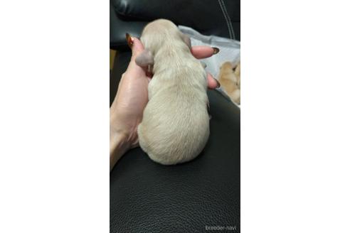成約済の福岡県のチワックス:チワワ×ミニチュアダックスフンド-227404の3枚目