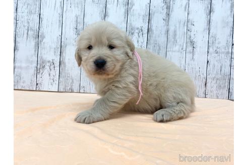 成約済の三重県のゴールデンレトリーバー-227411の4枚目