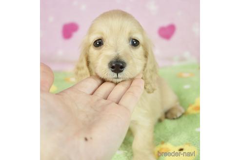 成約済の兵庫県のミニチュアダックスフンド(ロングヘアード)-227447