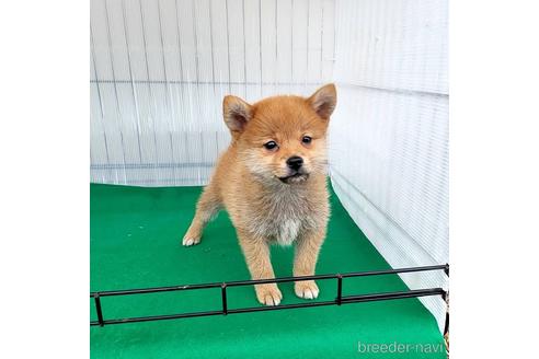 成約済の茨城県のミックス犬-219971の8枚目