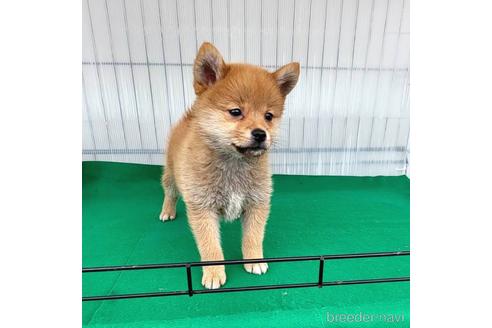 成約済の茨城県のミックス犬-219971の6枚目