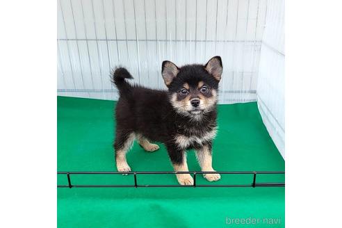 成約済の茨城県のミックス犬-219964の14枚目