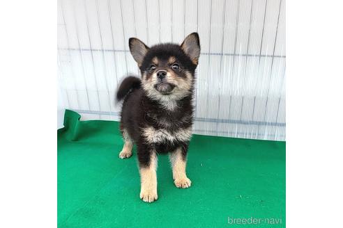 成約済の茨城県のミックス犬-219964の13枚目