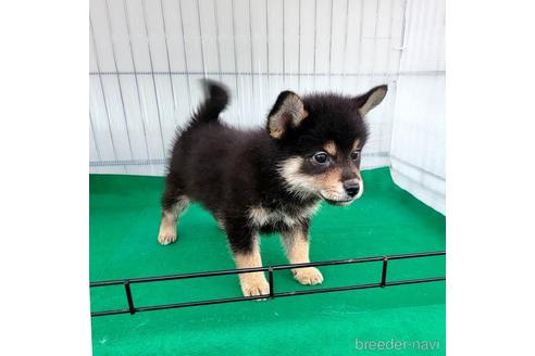 成約済の茨城県のミックス犬-219964の12枚目