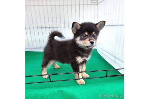 成約済の茨城県のミックス犬-219964の11枚目