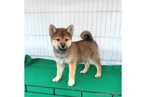 成約済の茨城県のミックス犬-219963の9枚目