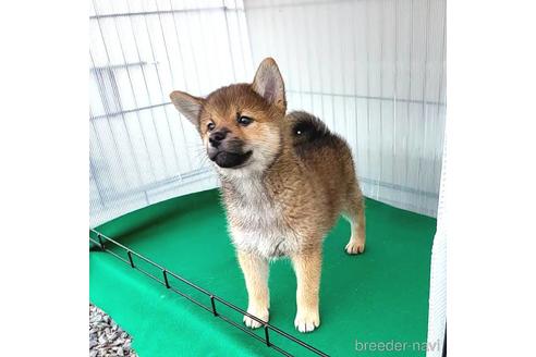 成約済の茨城県のミックス犬-219963の10枚目