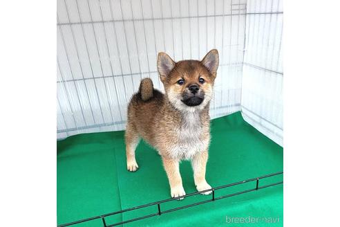 成約済の茨城県のミックス犬-219963の8枚目