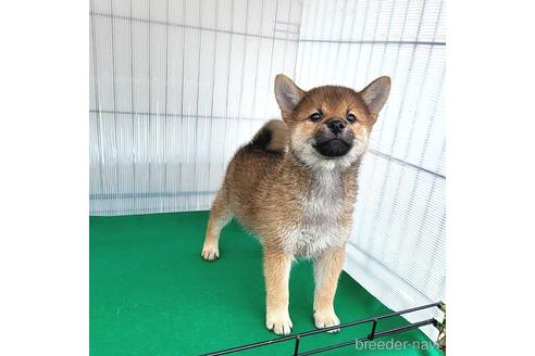 成約済の茨城県のミックス犬-219963の7枚目