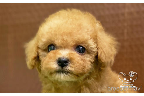 成約済の愛知県のタイニープードル-227527の6枚目