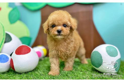 成約済の愛知県のタイニープードル-227527の2枚目