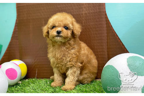 成約済の愛知県のタイニープードル-227527の3枚目