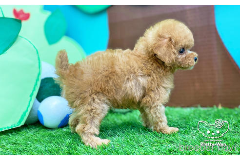 成約済の愛知県のタイニープードル-227527の4枚目