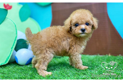 成約済の愛知県のタイニープードル-227527の5枚目